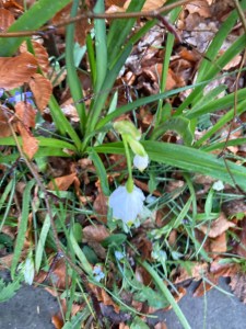 Spring Snowflake