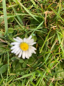 Daisy